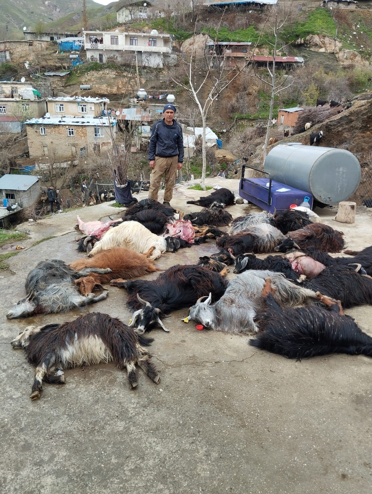 Gazipaşa'da çay'da balık ölümleri
