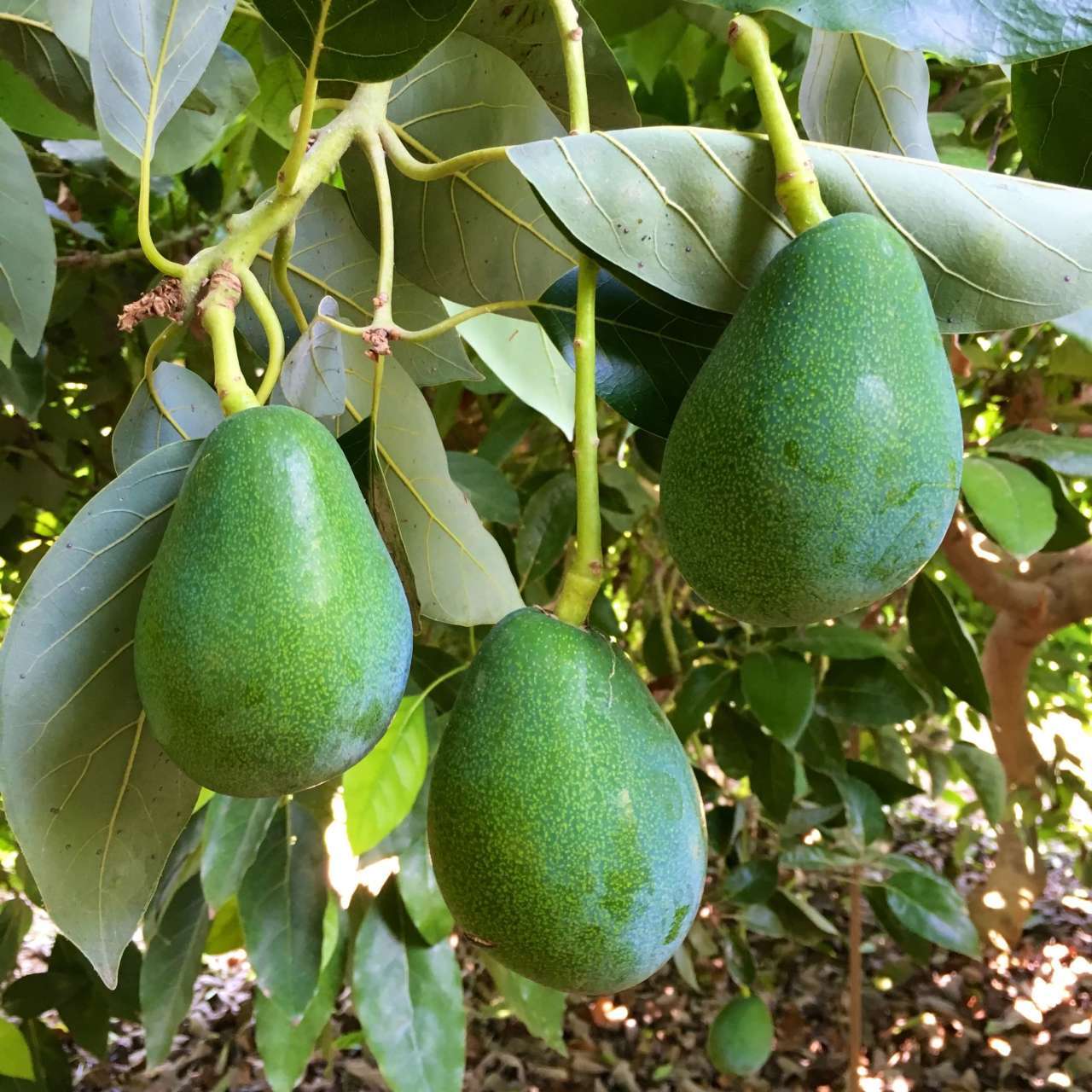 Avokado